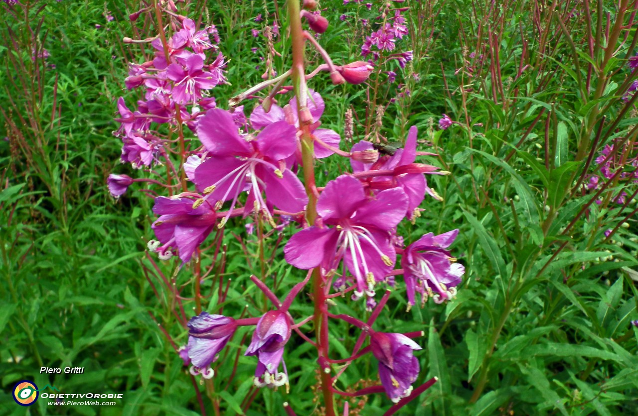 42 Splendide fioriture.JPG